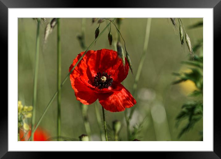 Poppies guard Framed Mounted Print by Adrian Bud