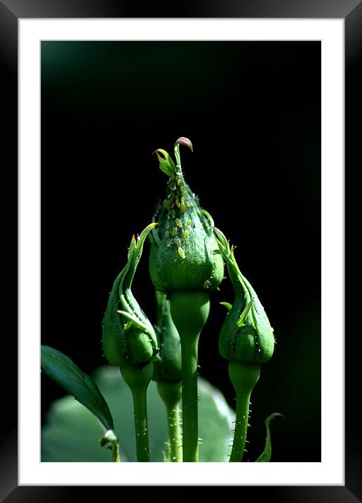 Greenfly Framed Mounted Print by Chris Day