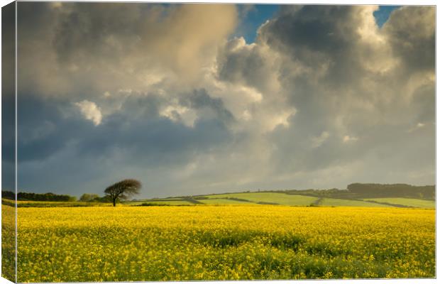 Dark clouds over a rape seed field Canvas Print by Michael Brookes