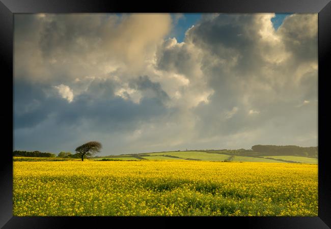 Dark clouds over a rape seed field Framed Print by Michael Brookes