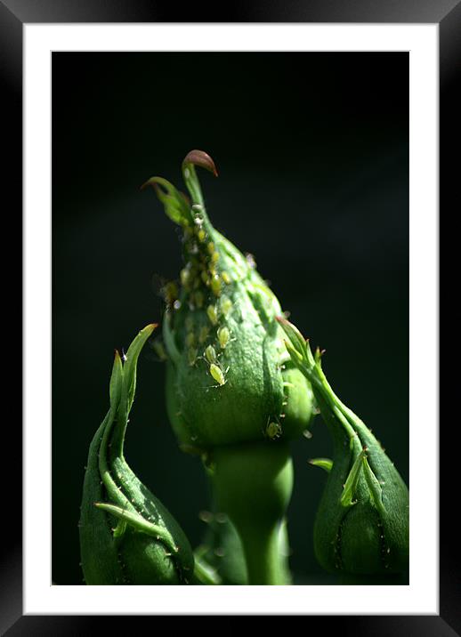 Greenfly Framed Mounted Print by Chris Day
