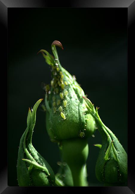 Greenfly Framed Print by Chris Day