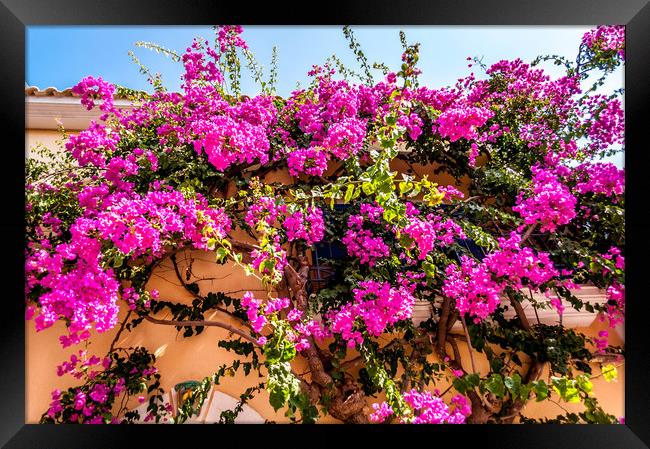 Photo of Assos - Bougainvillea Framed Print by Naylor's Photography