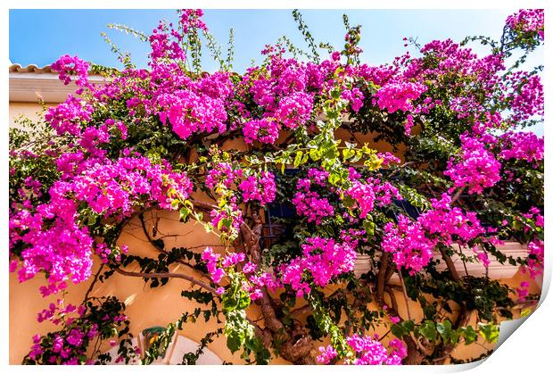 Photo of Assos - Bougainvillea Print by Naylor's Photography