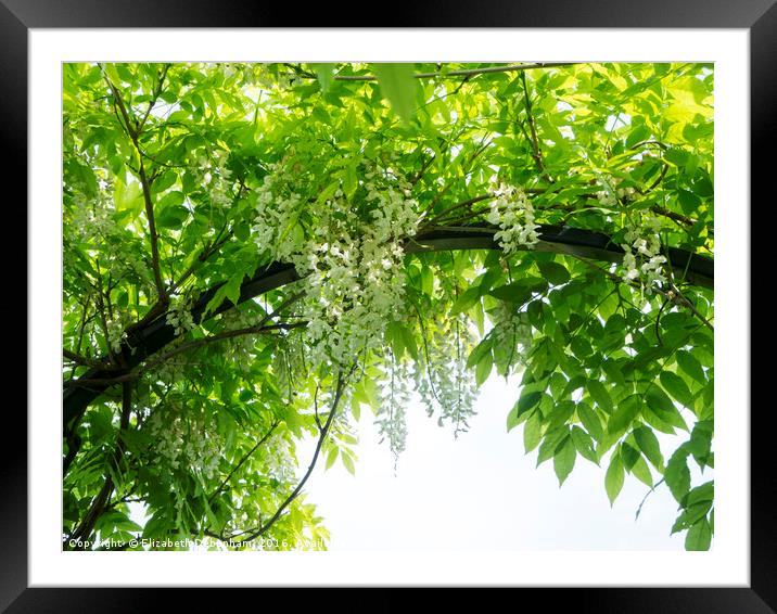 June canopy of wisteria sinensis 'Alba' at Chenies Framed Mounted Print by Elizabeth Debenham