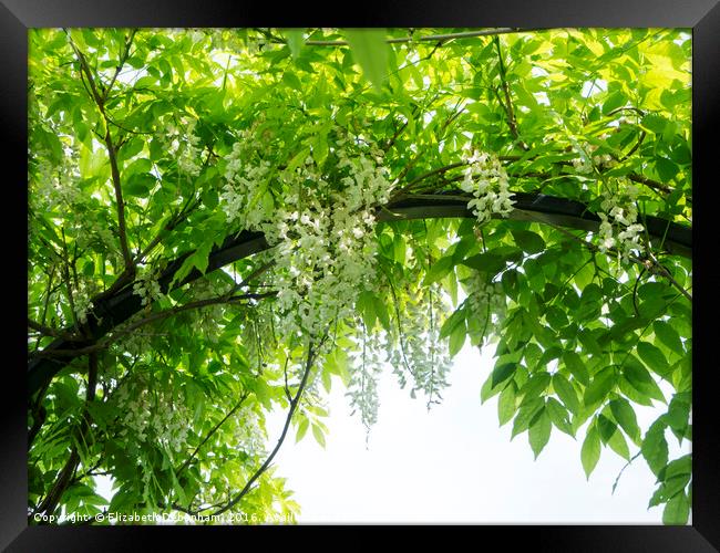 June canopy of wisteria sinensis 'Alba' at Chenies Framed Print by Elizabeth Debenham