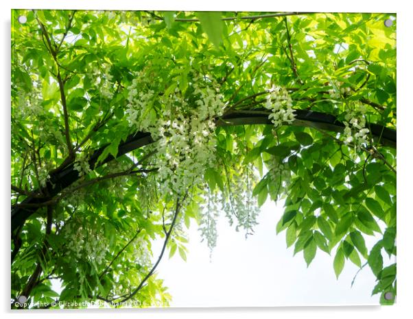 June canopy of wisteria sinensis 'Alba' at Chenies Acrylic by Elizabeth Debenham