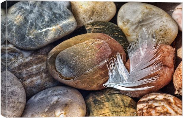 Feather and Pebbles Canvas Print by John Edwards