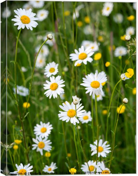 Ox-Eye Daisies and Buttercups in the Verge Canvas Print by Elizabeth Debenham