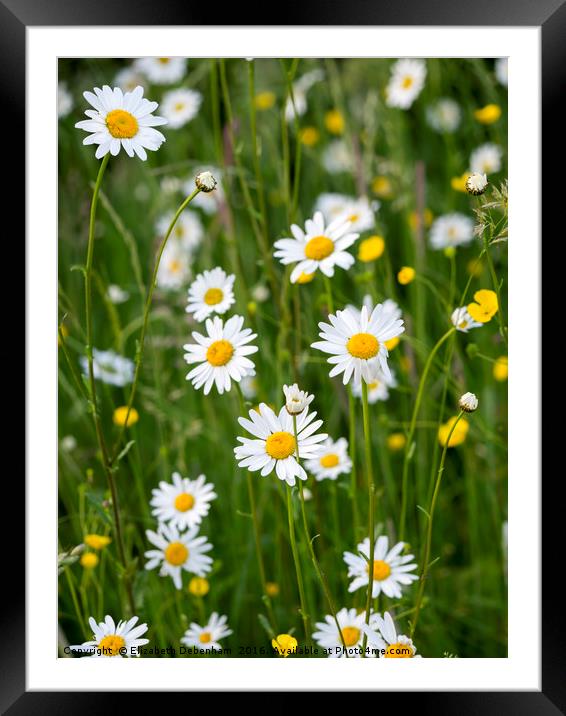 Ox-Eye Daisies and Buttercups in the Verge Framed Mounted Print by Elizabeth Debenham