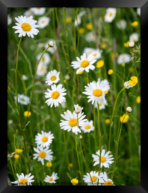 Ox-Eye Daisies and Buttercups in the Verge Framed Print by Elizabeth Debenham