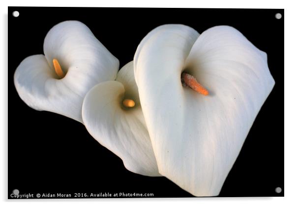 Three Lilies  Acrylic by Aidan Moran
