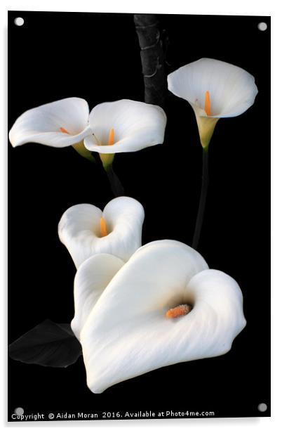 Lilies  Acrylic by Aidan Moran