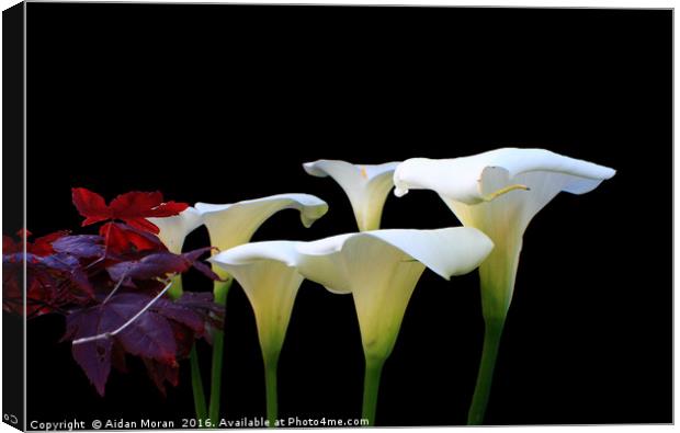 Lilies In Spring  Canvas Print by Aidan Moran