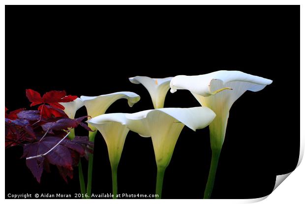 Lilies In Spring  Print by Aidan Moran
