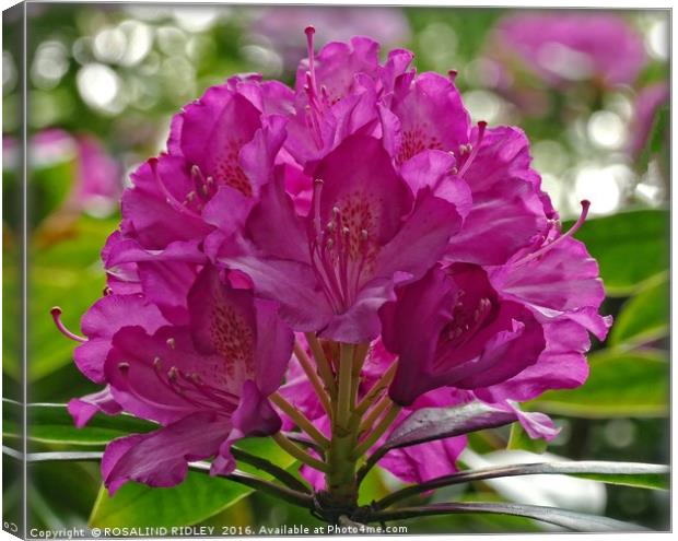 "CERISE RHODODENDRON" Canvas Print by ROS RIDLEY