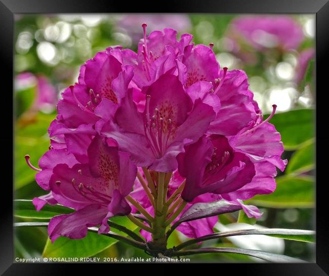 "CERISE RHODODENDRON" Framed Print by ROS RIDLEY