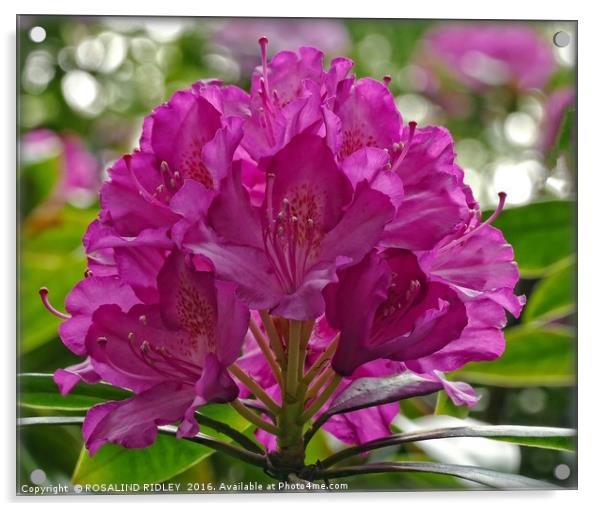 "CERISE RHODODENDRON" Acrylic by ROS RIDLEY