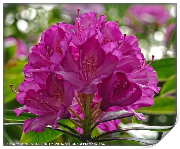 "CERISE RHODODENDRON" Print by ROS RIDLEY