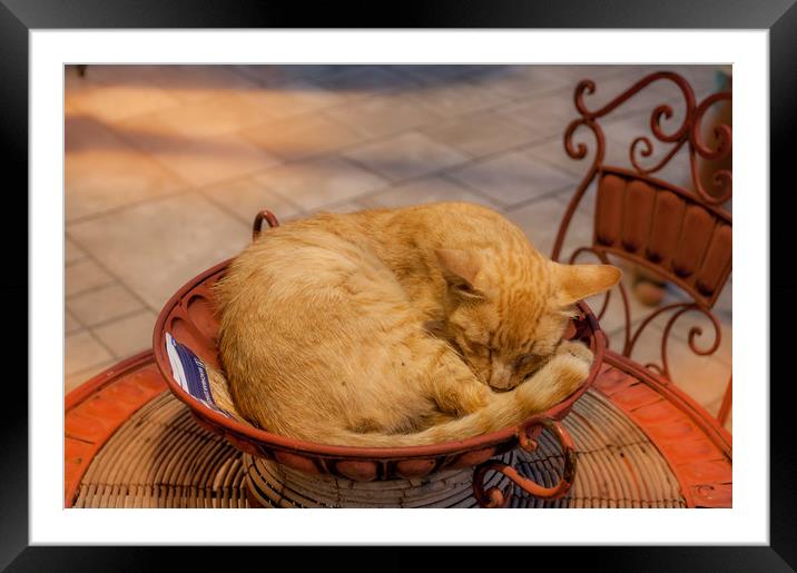 Lifes too Hard.......... Framed Mounted Print by Naylor's Photography