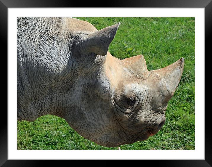 Rhinocerous 14 Framed Mounted Print by Ruth Hallam