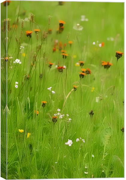 Enchanting Summer Meadow Canvas Print by Andy Smith
