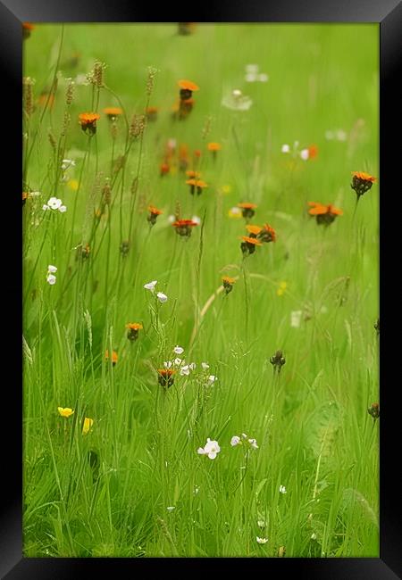Enchanting Summer Meadow Framed Print by Andy Smith