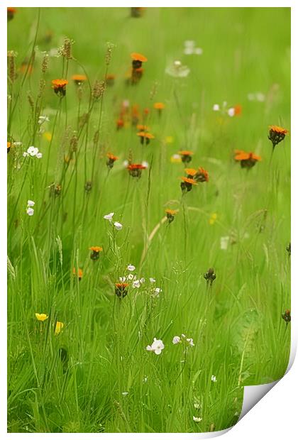 Enchanting Summer Meadow Print by Andy Smith