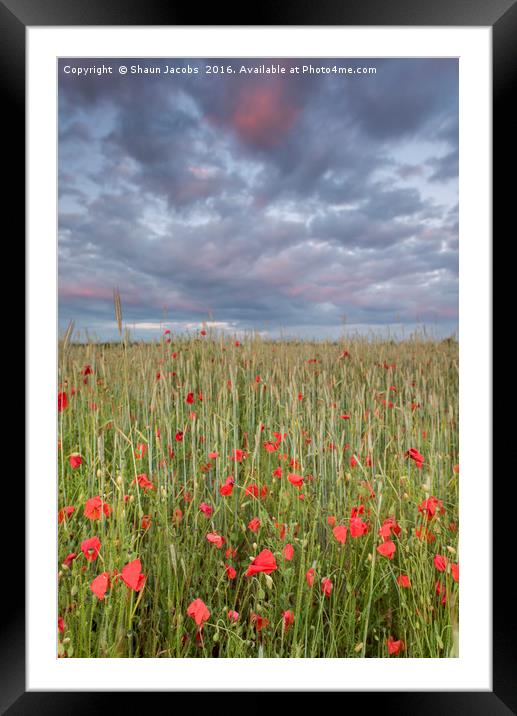 Poppy field at sunset  Framed Mounted Print by Shaun Jacobs