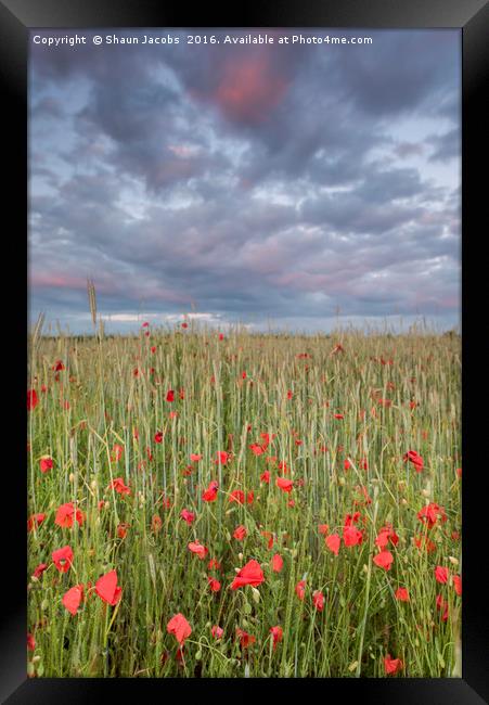 Poppy field at sunset  Framed Print by Shaun Jacobs