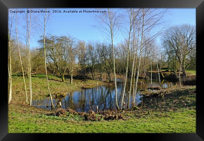  Long Melford Country Park, Suffolk Framed Print by Diana Mower
