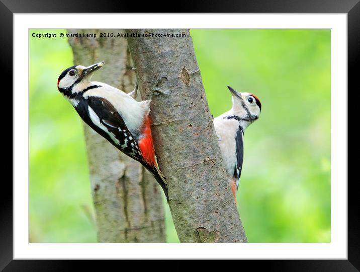 Out With Dad Framed Mounted Print by Martin Kemp Wildlife