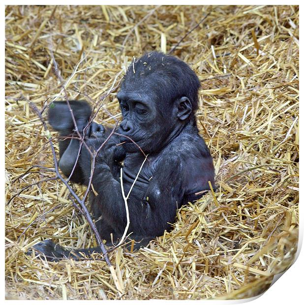 Baby Gorilla Print by Ruth Hallam