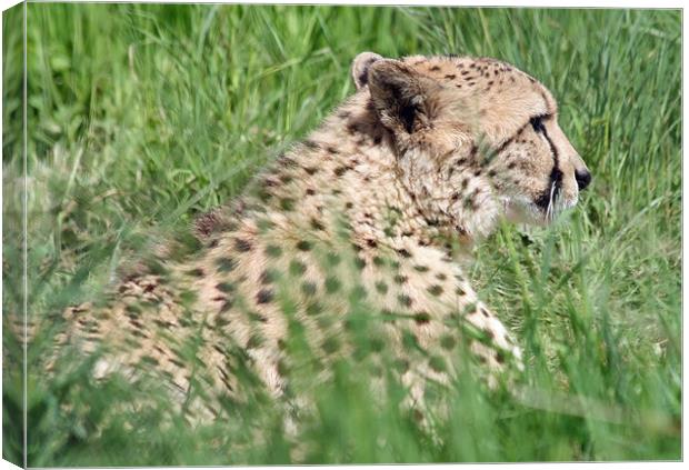 Cheetah 23 Canvas Print by Ruth Hallam