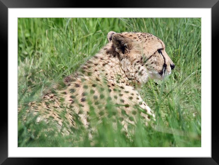 Cheetah 23 Framed Mounted Print by Ruth Hallam