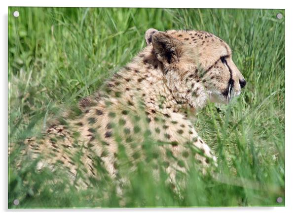Cheetah 23 Acrylic by Ruth Hallam