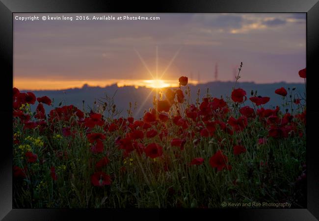 poppy at sunset  Framed Print by kevin long