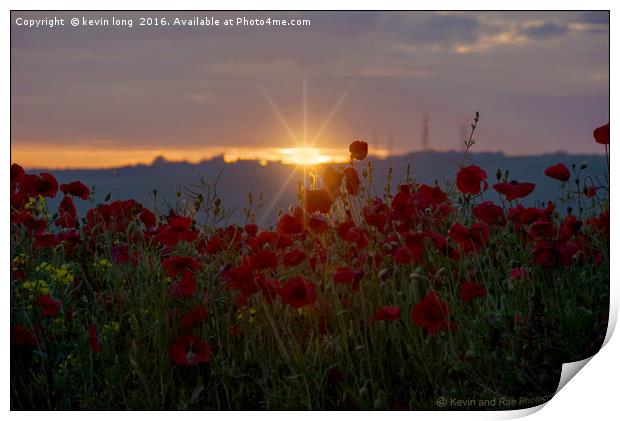 poppy at sunset  Print by kevin long