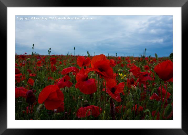 poppy at sunset  Framed Mounted Print by kevin long