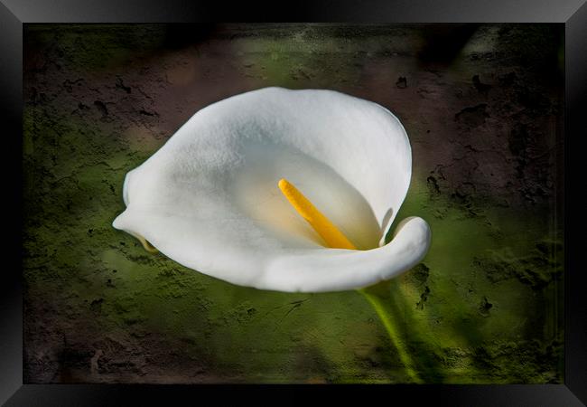 White Lily Framed Print by David Hare