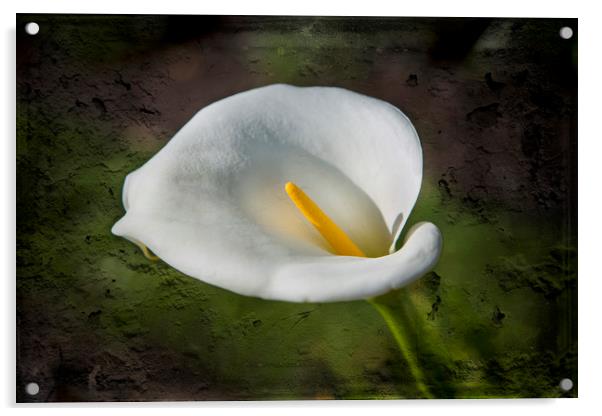 White Lily Acrylic by David Hare