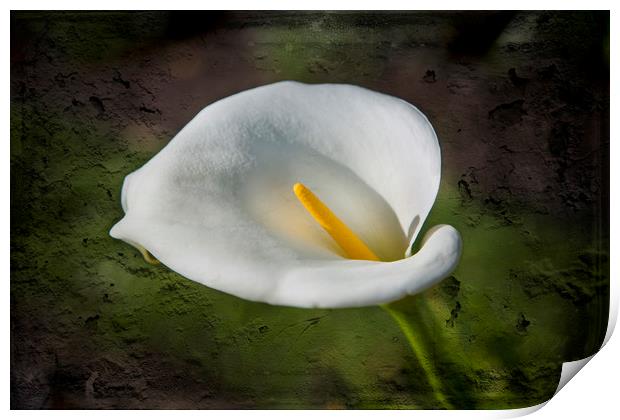 White Lily Print by David Hare