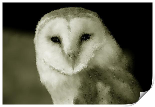 Barn Owl Print by Harvey Hudson