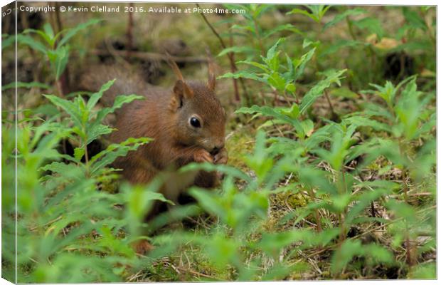 Red Squirrel Canvas Print by Kevin Clelland