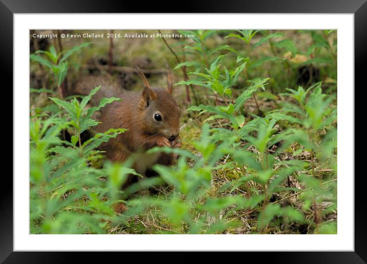 Red Squirrel Framed Mounted Print by Kevin Clelland