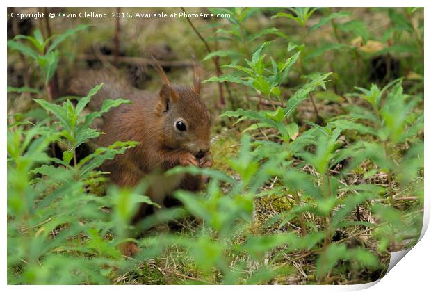 Red Squirrel Print by Kevin Clelland
