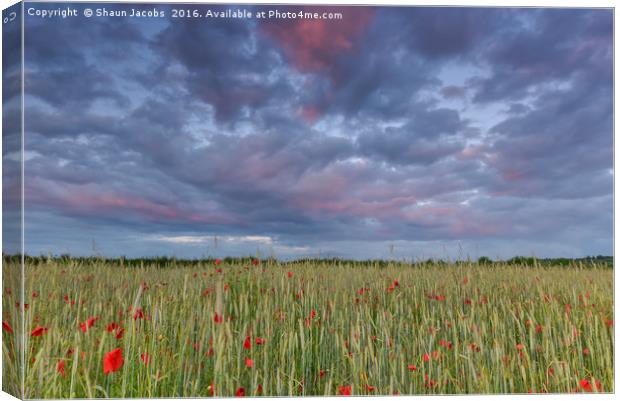 Poppies at sunset  Canvas Print by Shaun Jacobs