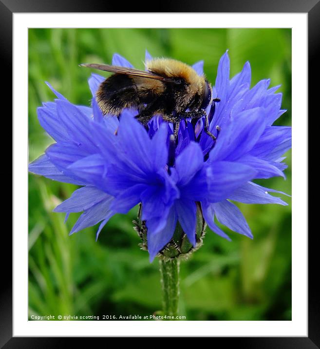 Honey Bee Framed Mounted Print by sylvia scotting