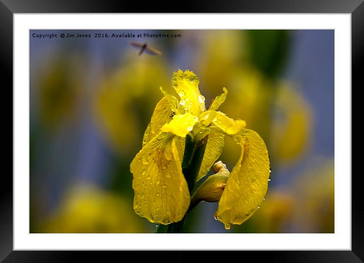 Yellow Iris in the rain Framed Mounted Print by Jim Jones