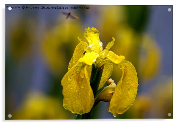 Yellow Iris in the rain Acrylic by Jim Jones